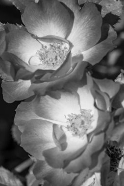 Büyük bir gaerman bahçesinde yaz mevsimi