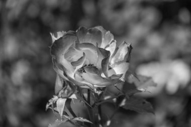 Büyük bir gaerman bahçesinde yaz mevsimi