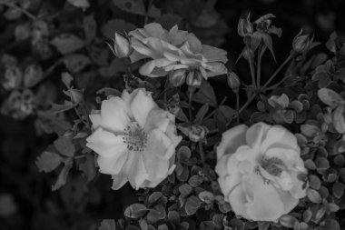 Büyük bir gaerman bahçesinde yaz mevsimi