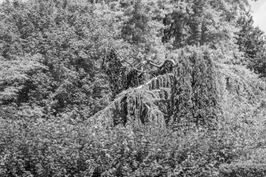 Büyük bir gaerman bahçesinde yaz mevsimi