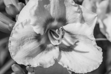 Büyük bir gaerman bahçesinde yaz mevsimi