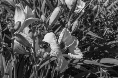 Büyük bir gaerman bahçesinde yaz mevsimi