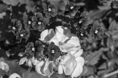 Büyük bir gaerman bahçesinde yaz mevsimi