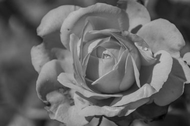 Büyük bir gaerman bahçesinde yaz mevsimi