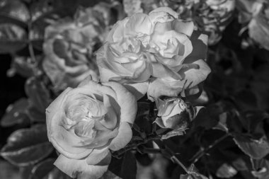 Yazın bir Alman parkı.