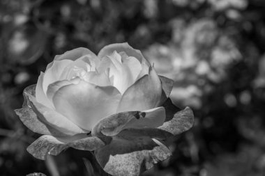 Yazın bir Alman parkı.