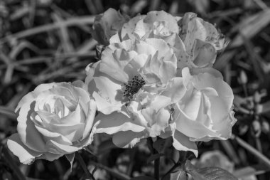 Yazın bir Alman parkı.