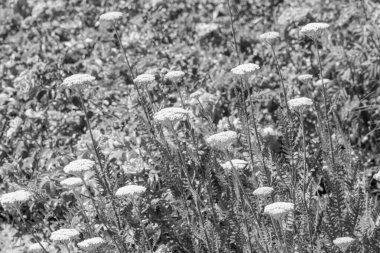 Yazın bir Alman parkı.