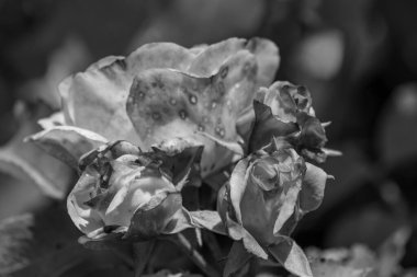 Yazın bir Alman parkı.