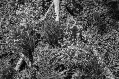 Yazın bir Alman parkı.