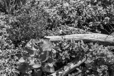 Yazın bir Alman parkı.