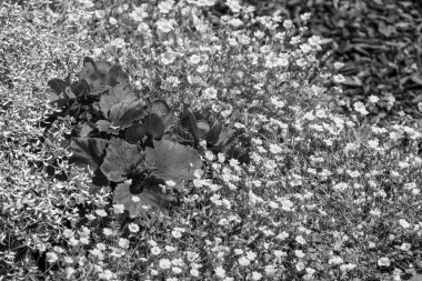 Yazın bir Alman parkı.