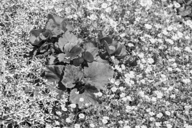 Yazın bir Alman parkı.