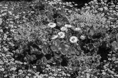 Yazın bir Alman parkı.