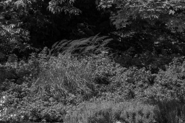 Yazın bir Alman parkı.