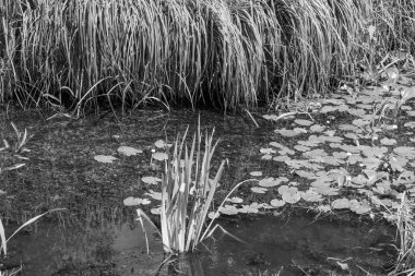 Yazın bir Alman parkı.