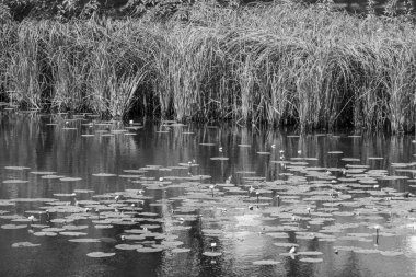 Yazın bir Alman parkı.