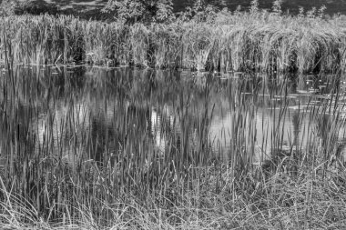 Yazın bir Alman parkı.