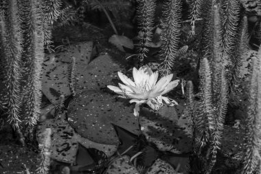 Yazın bir Alman parkı.