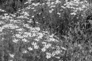 Yazın bir Alman parkı.