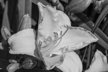 Yazın bir Alman parkı.