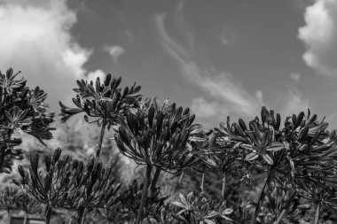 Yazın bir Alman parkı.