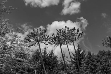 Yazın bir Alman parkı.