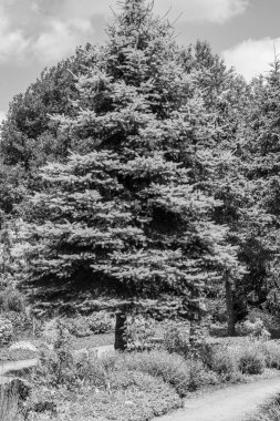 Yazın bir Alman parkı.