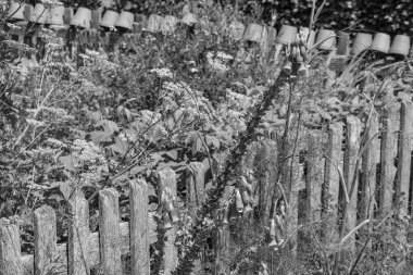 Bir Alman bahçesinde yaz mevsimi.