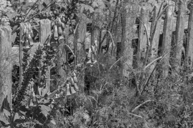 Bir Alman bahçesinde yaz mevsimi.