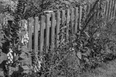 Bir Alman bahçesinde yaz mevsimi.