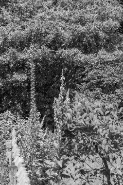 Bir Alman bahçesinde yaz mevsimi.