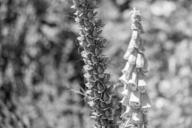 Bir Alman bahçesinde yaz mevsimi.