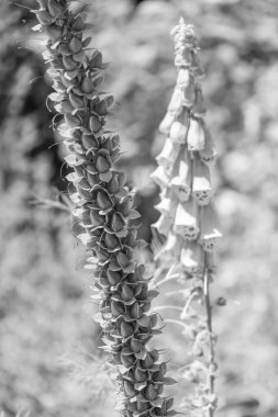 Bir Alman bahçesinde yaz mevsimi.