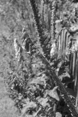 Bir Alman bahçesinde yaz mevsimi.