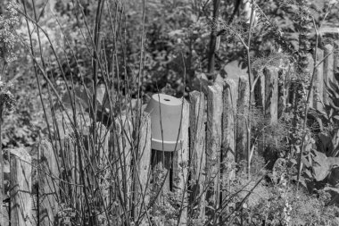 Bir Alman bahçesinde yaz mevsimi.