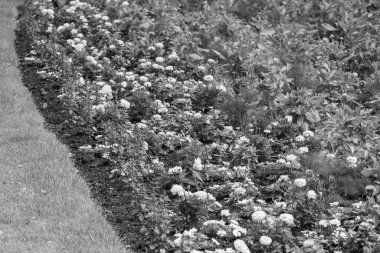 Bir Alman bahçesinde yaz mevsimi.