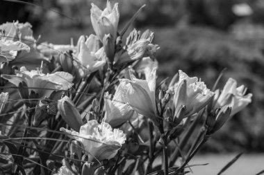 Bir Alman bahçesinde yaz mevsimi.