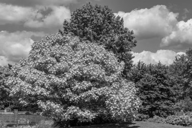 Bir Alman bahçesinde yaz mevsimi.