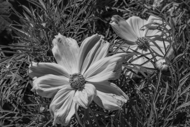 Bir Alman bahçesinde yaz mevsimi.