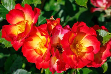 Bir Alman bahçesinde yaz mevsimi.