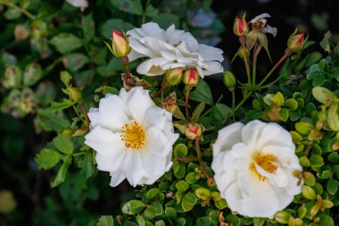 Bir Alman bahçesinde yaz mevsimi.