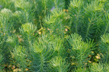 Bir Alman bahçesinde yaz mevsimi.