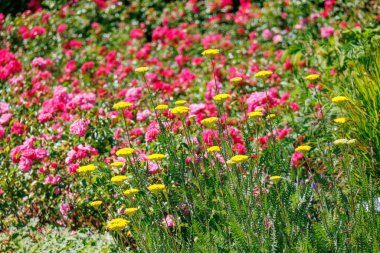 Alman Parkı 'nda yaz mevsimi