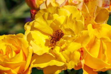 Alman Parkı 'nda yaz mevsimi