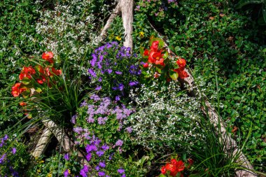 Alman Parkı 'nda yaz mevsimi