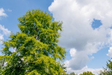 Alman Parkı 'nda yaz mevsimi