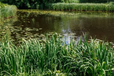 Alman Parkı 'nda yaz mevsimi