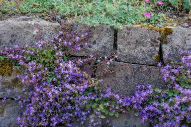 Alman Parkı 'nda yaz mevsimi