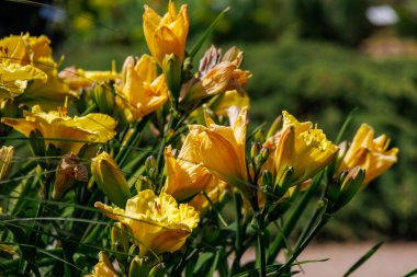 Alman Parkı 'nda yaz mevsimi